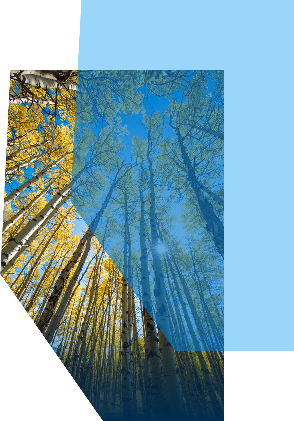 An image of fall trees from the ground up to the blue sky inside the shape of Alberta, with a second shape of Alberta overlapping in a light blue, creating some blue shading over the trees image.